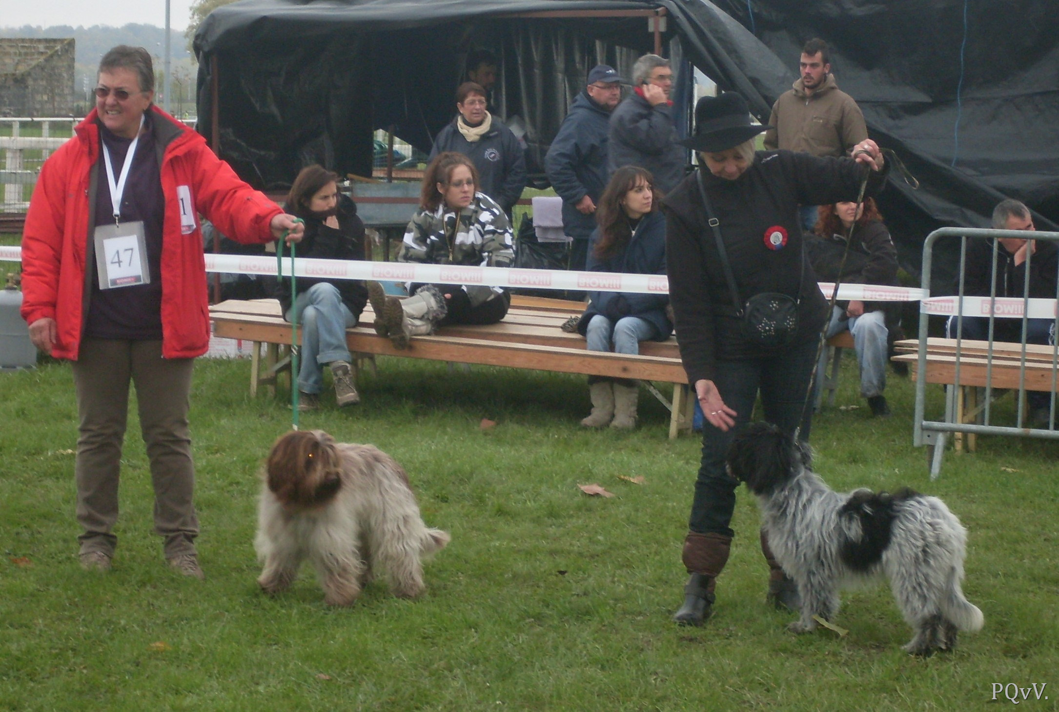  meilleur femelle et male, Goyave et Hellinger